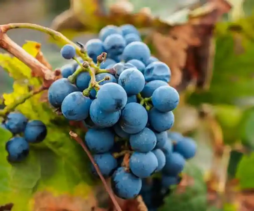 Heladas y vinos en Toro