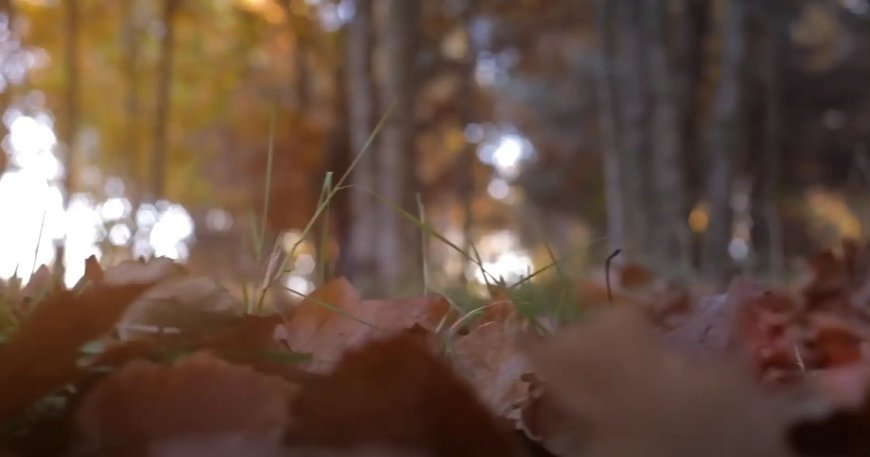 El Otoño en las sierras de Salamanca