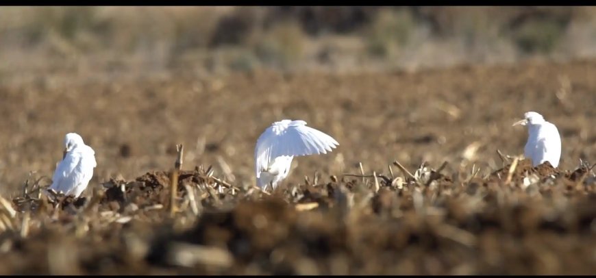 Salamanca, provincia para observación de aves