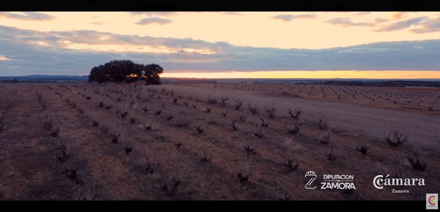 Vinos DO Tierra del Vino - Zamora