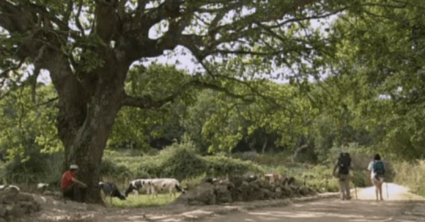El Camino francés. Documental de 2004