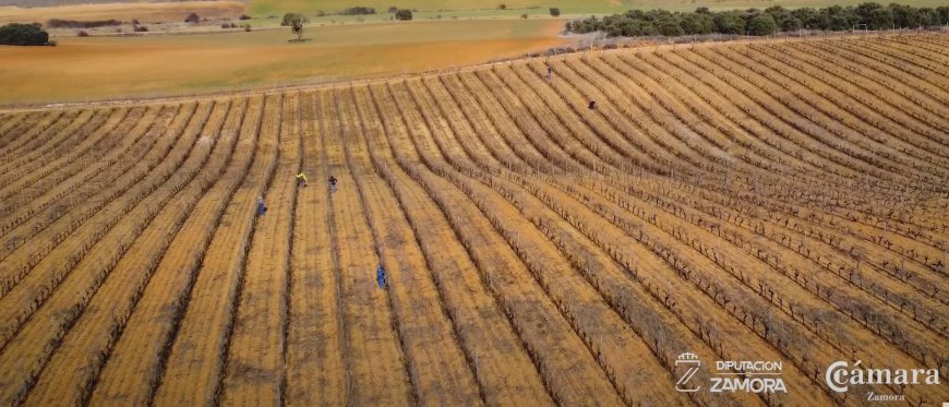 Vinos DOP Valles de Benavente