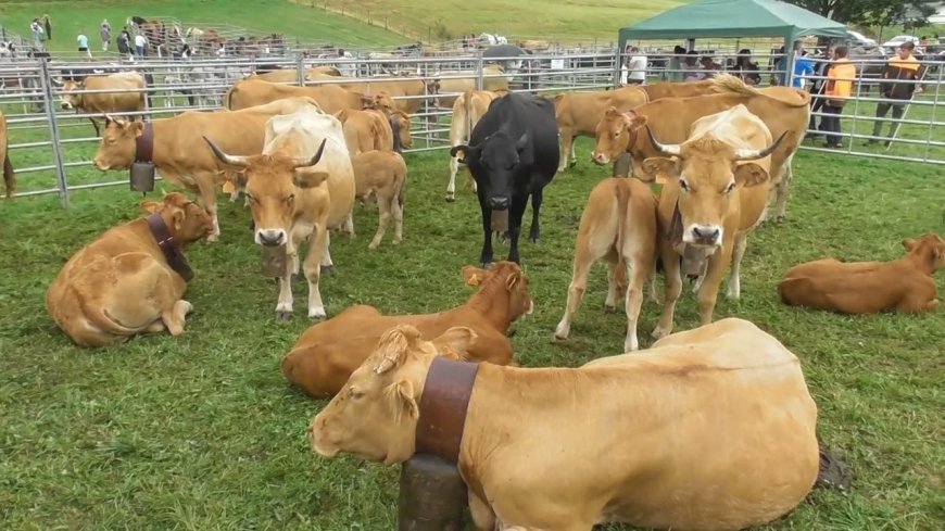 XVI Feria ganadera de Riaño 2023