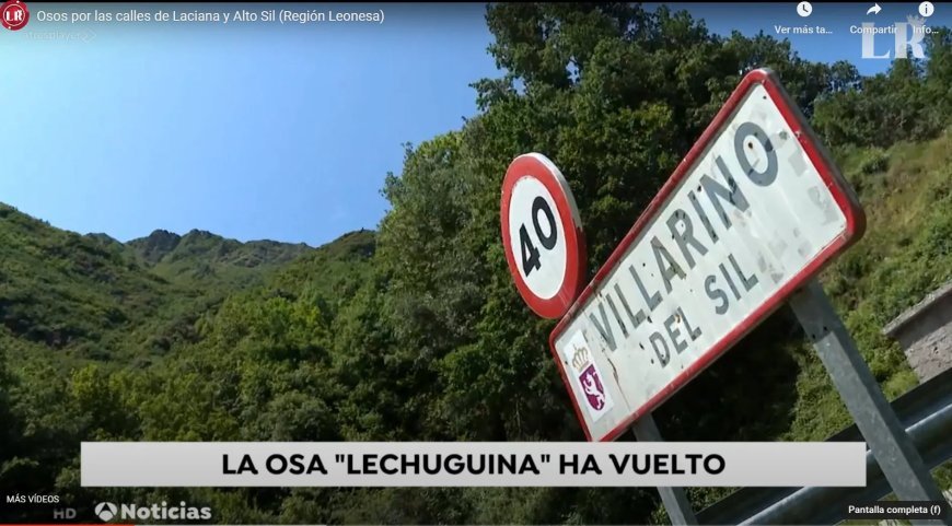 Osos por las calles de Laciana y Alto Sil