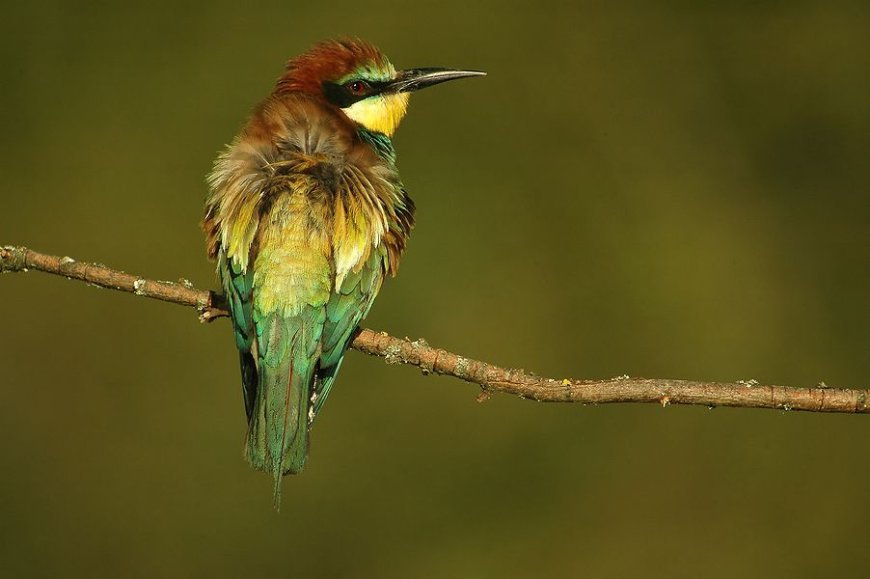 Las mejores zonas para observar aves en Salamanca