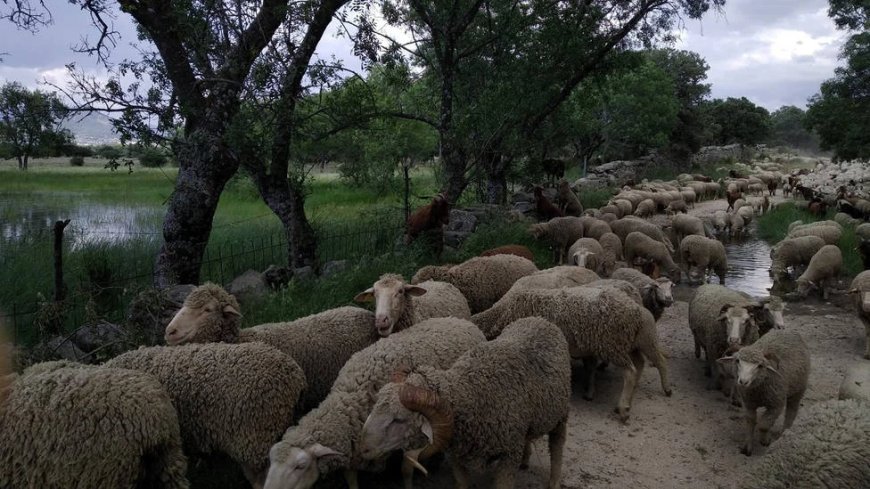 La influencia de la trashumancia en el dialectismo leonés de la provincia de Salamanca