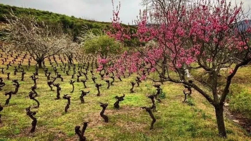 Salvemos el Viñedo Viejo del Bierzo