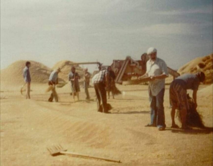 Aquellos viejos cacharros, las trilladoras