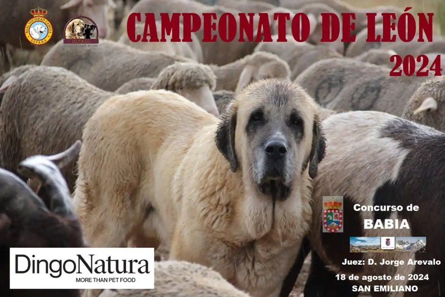 Campeonato de León de raza Mastín Leonés