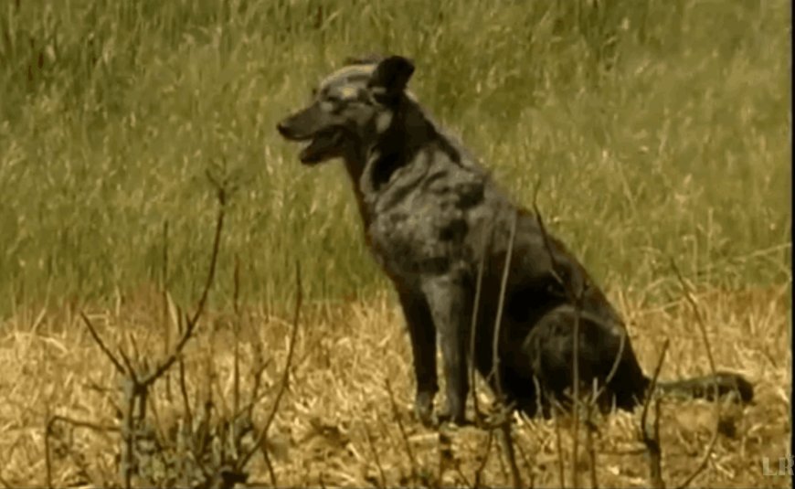 Carea leonés. Documental