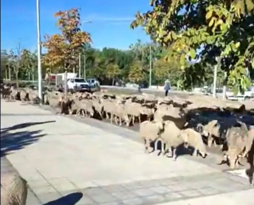 Rebaño entrando en León