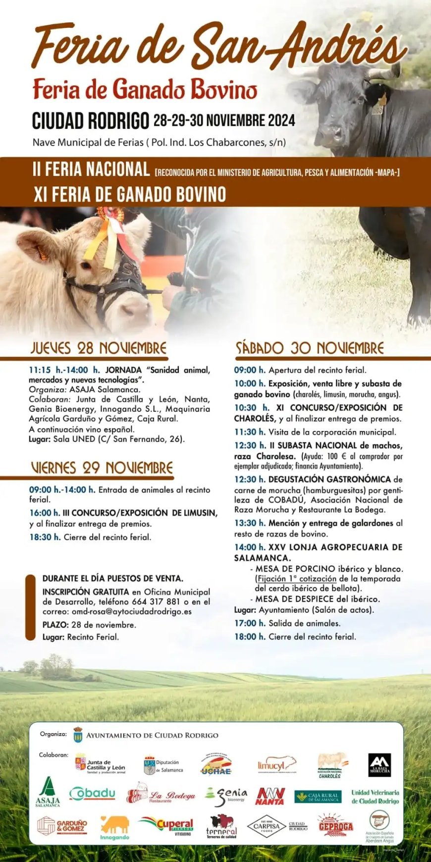Feria de San Andrés de ganado bovino en Ciudad Rodrigo