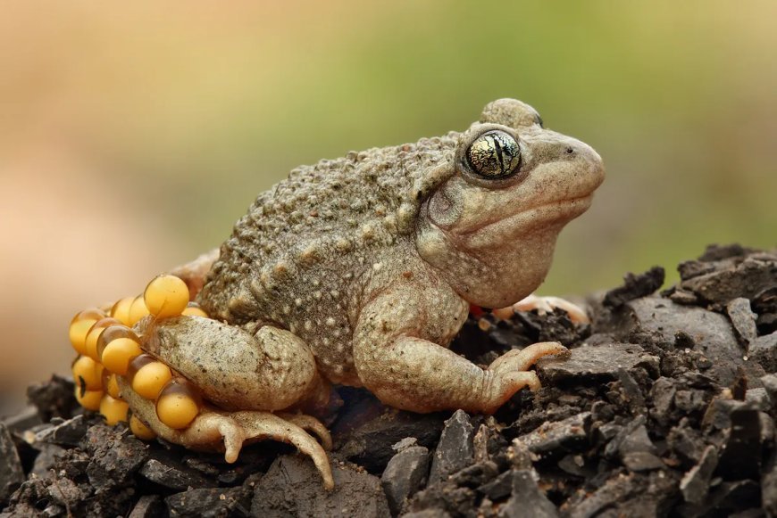 La herpetofauna en la Región Leonesa: Desafíos y avances en su seguimiento
