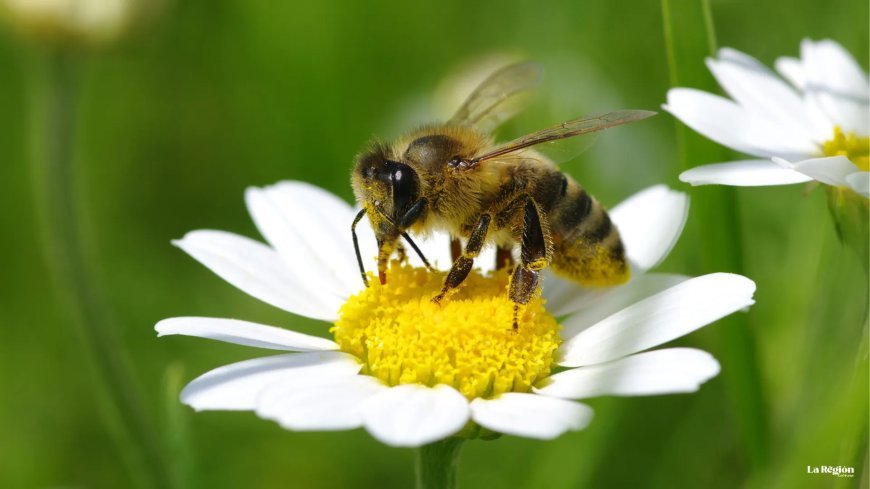 Descubre cómo revivir a una abeja caída con un simple truco