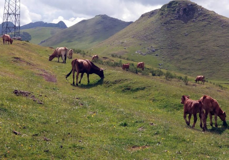 Polémica en Babia: Un millar de reses asturianas cruzan ignorando la ley