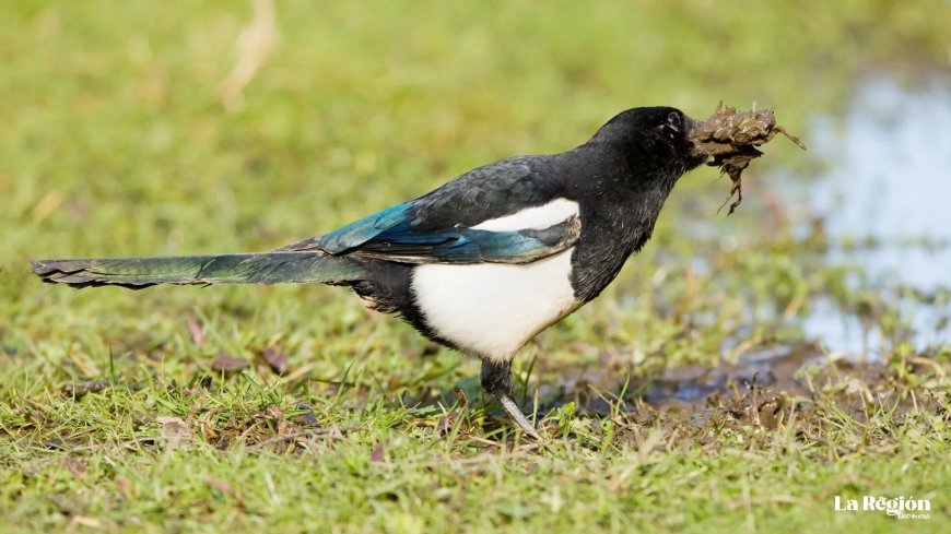 La Pega: Un símbolo alado de nuestra tierra