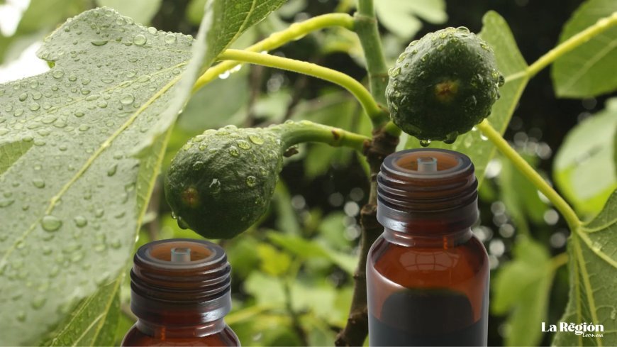 Aceite de hojas de higuera: El tesoro verde de nuestras abuelas