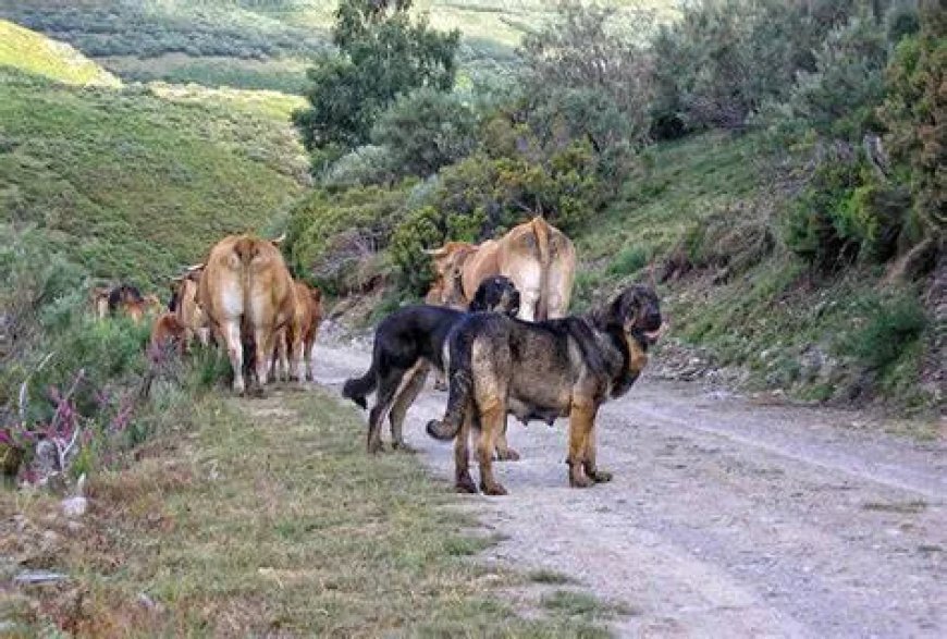 Ecologistas en Acción defiende al lobo como regulador natural en los ecosistemas ganaderos