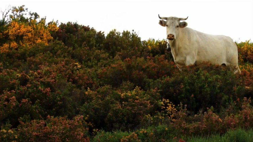 Beneficios de la trashumancia y la trasterminancia en Sanabria y La Carballeda