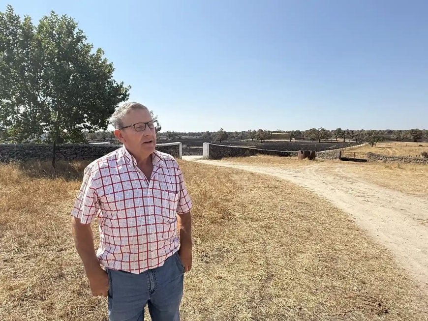 Milagro en Gejo de los Reyes: el forraje que resistió al incendio y alimenta a 500 vacas