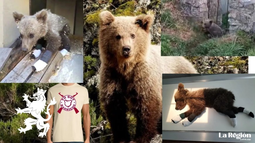 Barniedo, el oso que desafió al fuego y a la desidia: símbolo de la resistencia leonesa