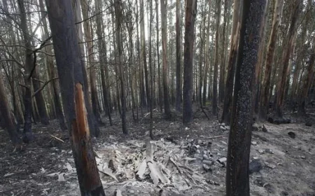 Ecologistas en Acción recurre la orden que permite la extracción de madera quemada en los incendios