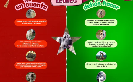 Qué hacer si te cruzas con un mastín leonés