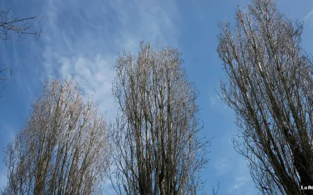 Las choperas en Zamora