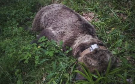 Muere una osa atropellada en Villablino y ya son trece