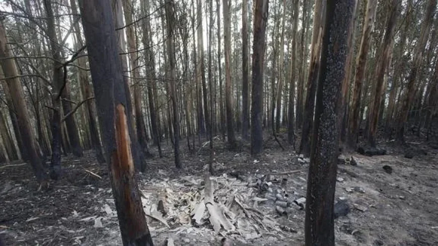 Ecologistas en Acción recurre la orden que permite la extracción de madera quemada en los incendios