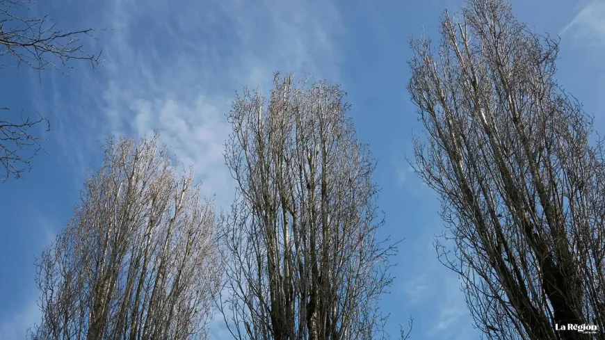 Las choperas en Zamora