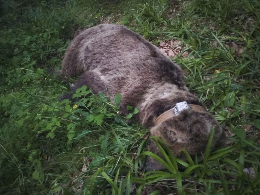 Muere una osa atropellada en Villablino y ya son trece