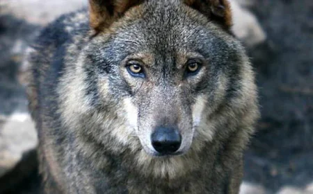 El lobo vuelve a atacar en Sayago: quince ovejas muertas en dos noches
