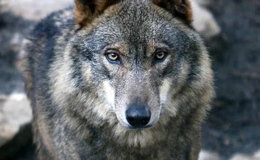 El lobo vuelve a atacar en Sayago: quince ovejas muertas en dos noches