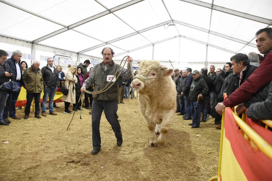 La Feria de San Andrés de Ciudad Rodrigo aplazada por la prohibición de la Junta