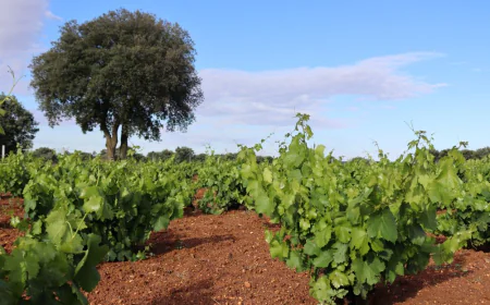 Zamora impulsa la Denominación de Origen ‘Sierra de la Culebra’