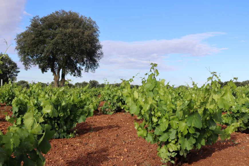 Zamora impulsa la Denominación de Origen ‘Sierra de la Culebra’