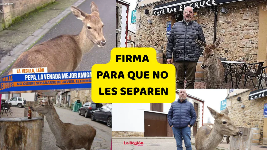 Solicitan una solución excepcional para Pepa, la cierva que se niega a separarse de Javier