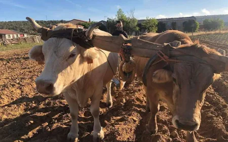 El sobeo, el subiyuelo, las cornales y la trasga