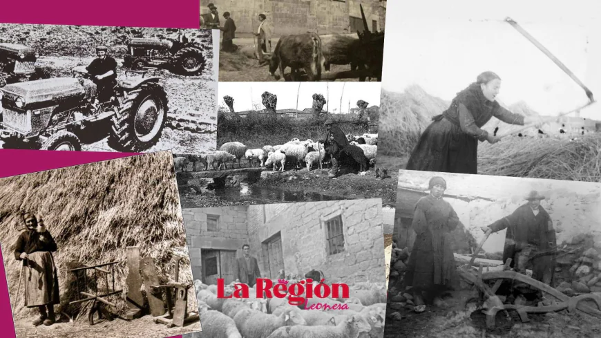 La Ruralidad Leonesa, en Estado Crítico