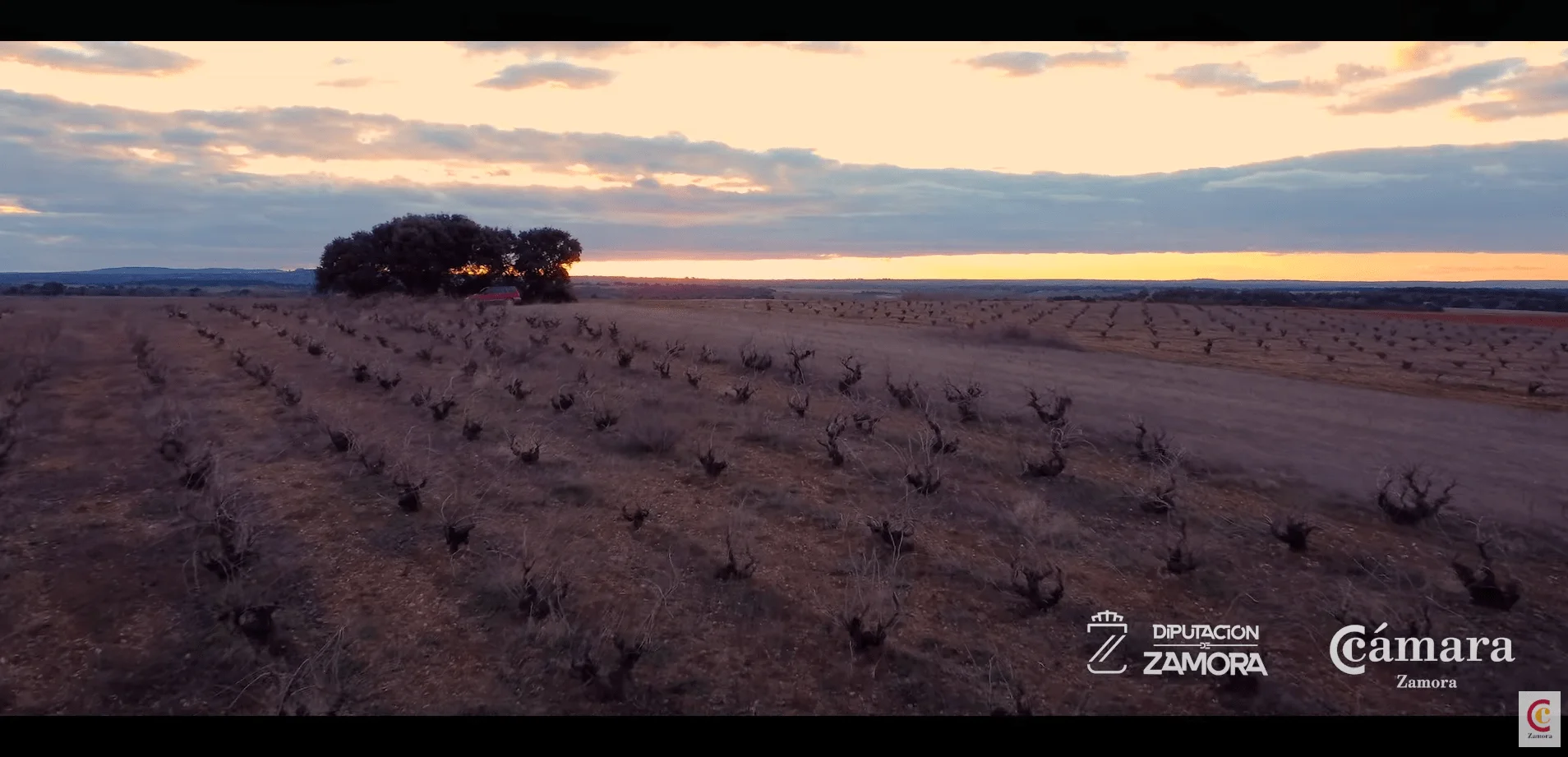 Vinos DO Tierra del Vino - Zamora