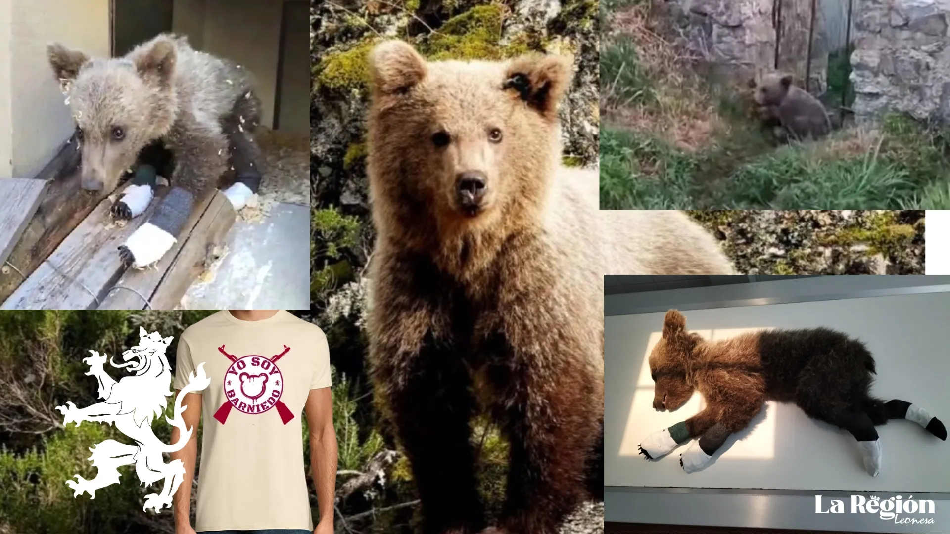 Barniedo, el oso que desafió al fuego y a la desidia: símbolo de la resistencia leonesa