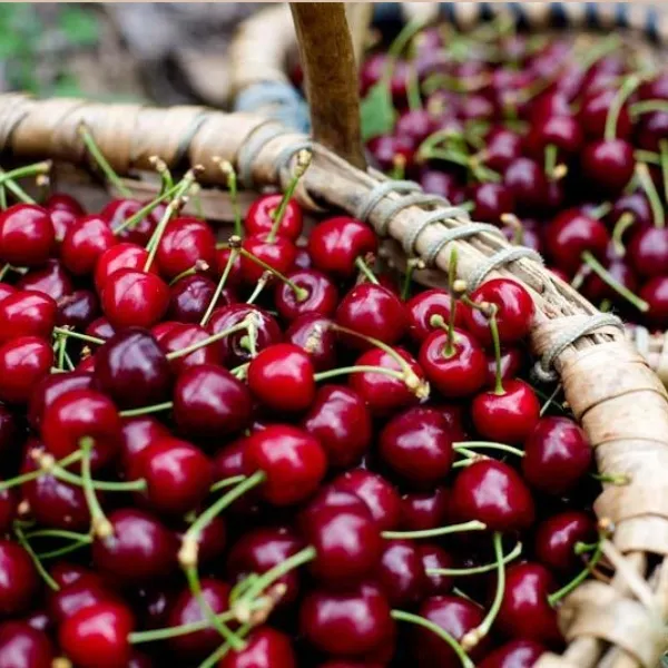 Cereza de la Sierra de Francia